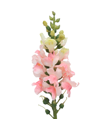 Muflier rose artificiel