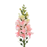 Muflier rose artificiel