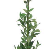 Muflier rose artificiel