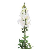 Muflier blanc artificiel