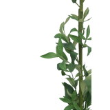Muflier blanc artificiel