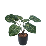 Caladium artificiel