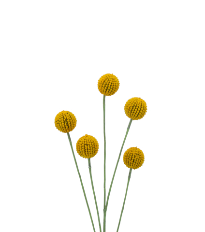Craspédie artificielle