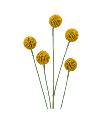 Craspédie artificielle