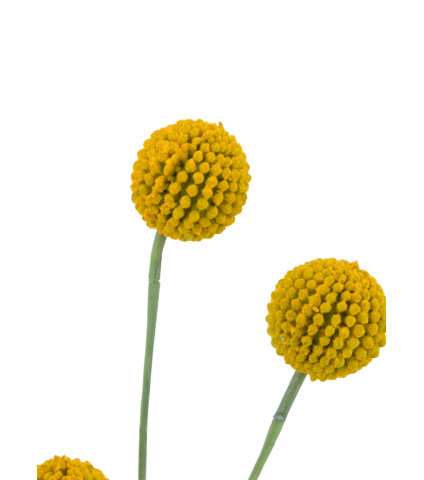 Craspédie artificielle