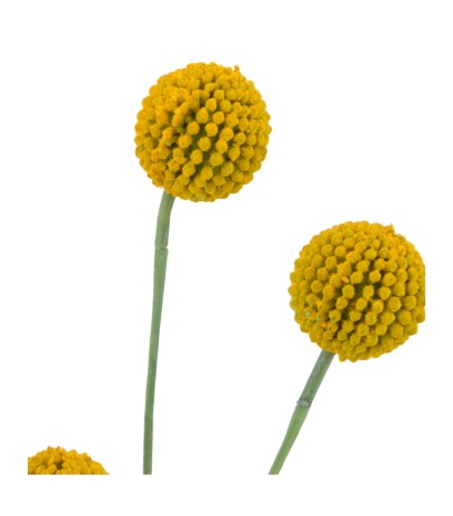 Craspédie artificielle