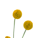 Craspédie artificielle