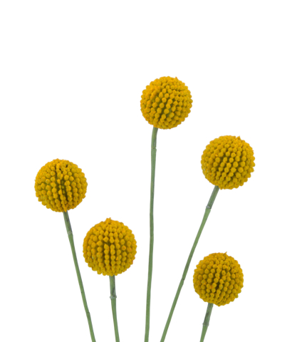 Craspédie artificielle