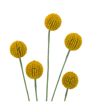 Craspédie artificielle