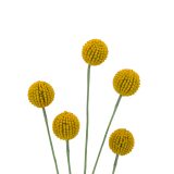 Craspédie artificielle