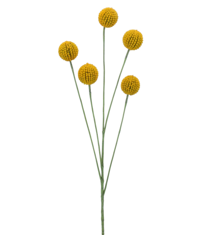 Craspédie artificielle