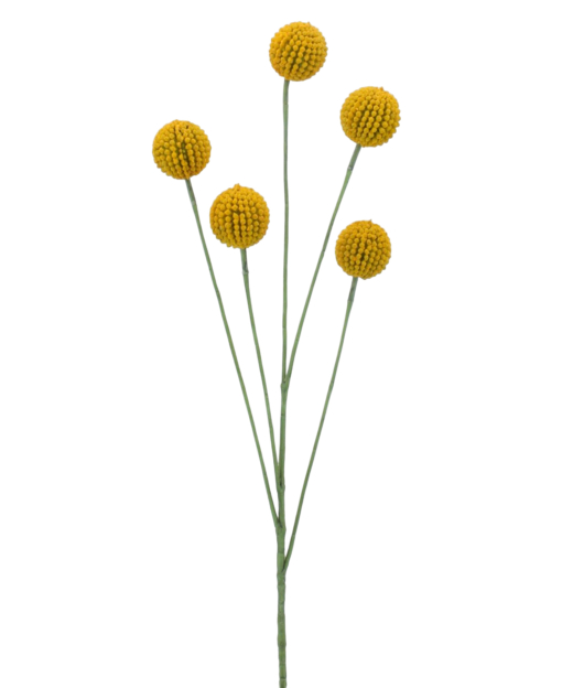 Craspédie artificielle