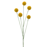 Craspédie artificielle
