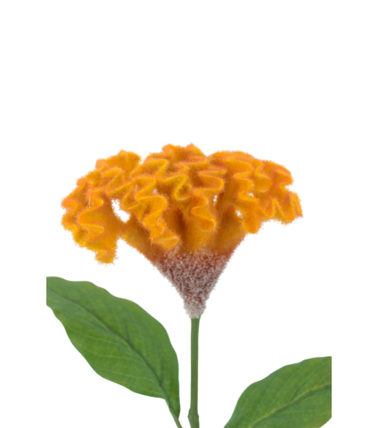 Grande célosie artificielle