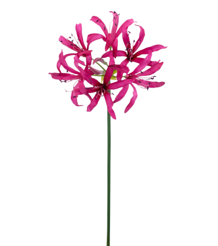 Lys de Guernesey artificiel