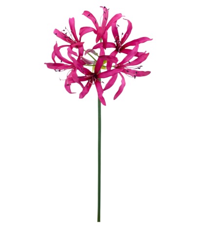Lys de Guernesey artificiel