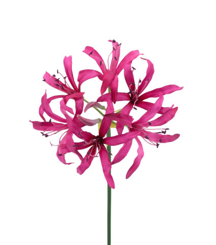 Lys de Guernesey artificiel