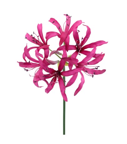Lys de Guernesey artificiel