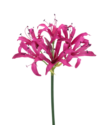 Lys de Guernesey artificiel