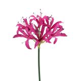 Lys de Guernesey artificiel