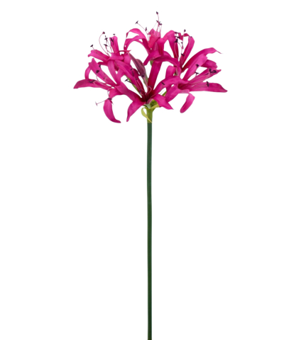 Lys de Guernesey artificiel