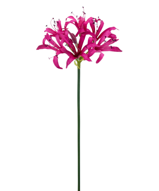 Lys de Guernesey artificiel