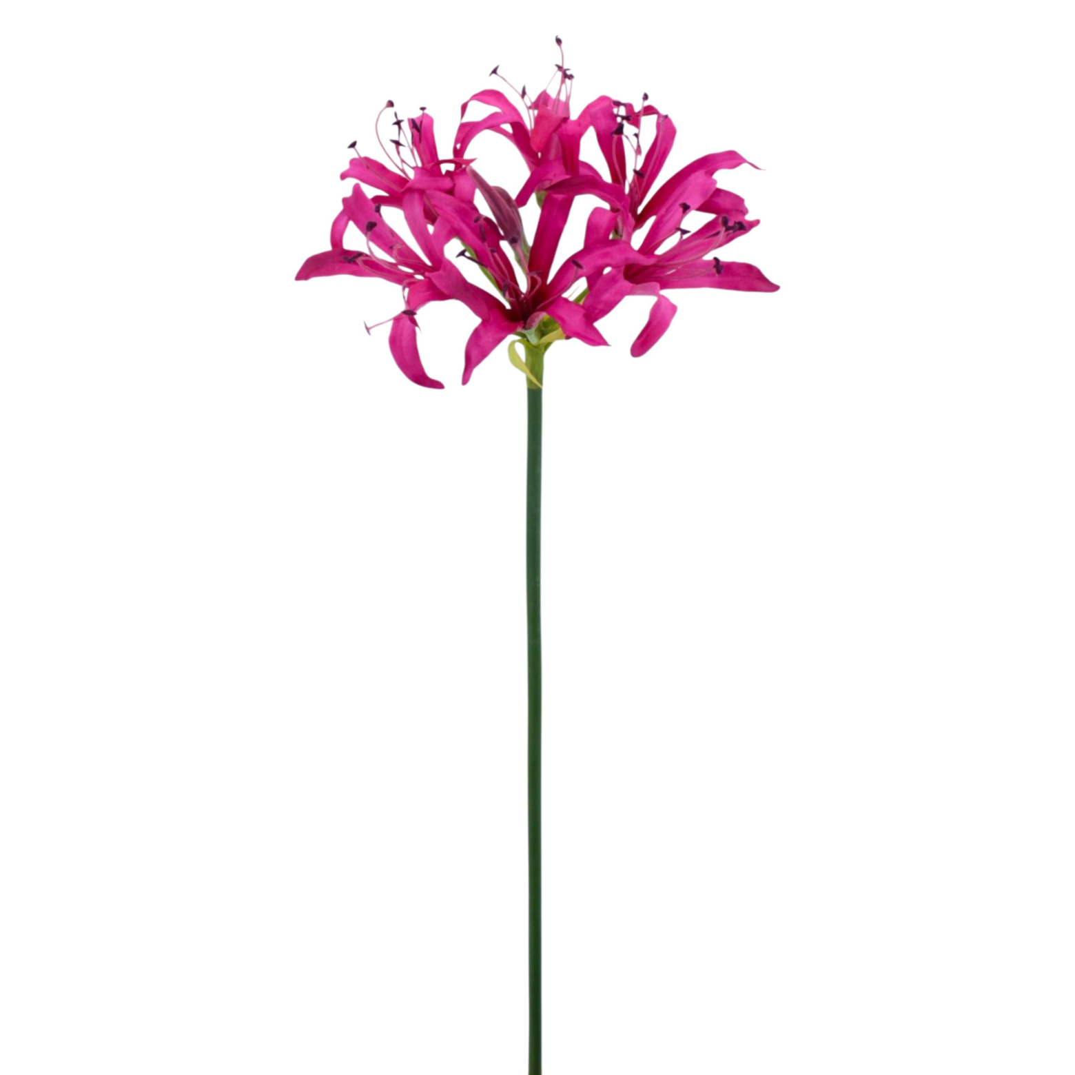 Lys de Guernesey artificiel