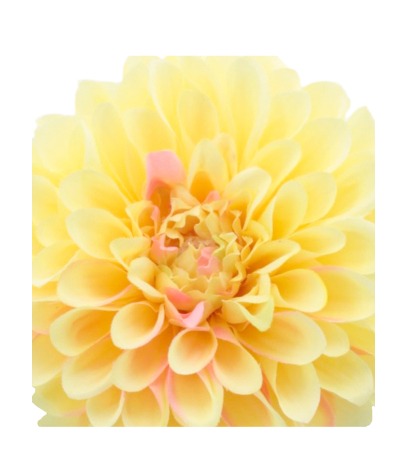 Dahlia pompon jaune artificiel