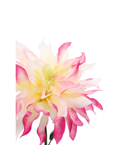 Dahlia artificiel rose et crème