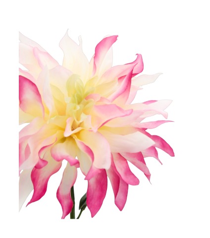 Grand dahlia artificiel rose et crème