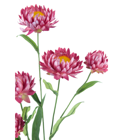 Immortelle artificielle