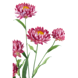 Immortelle artificielle