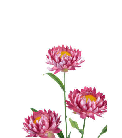 Immortelle artificielle