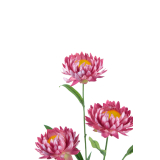 Immortelle artificielle