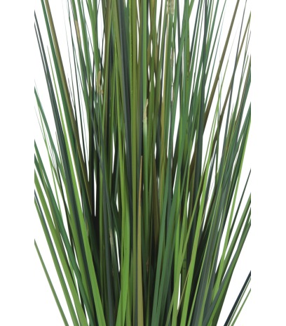 Jonc artificiel latifolia