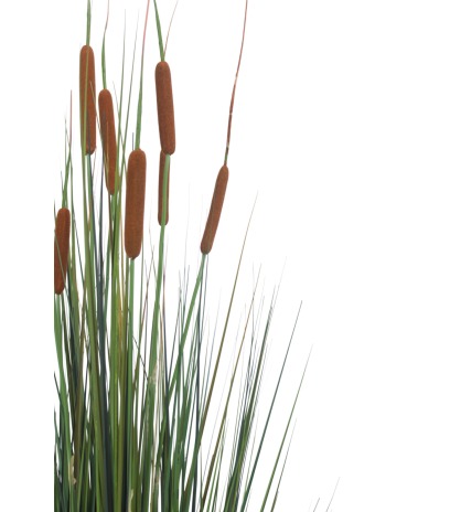Jonc artificiel latifolia