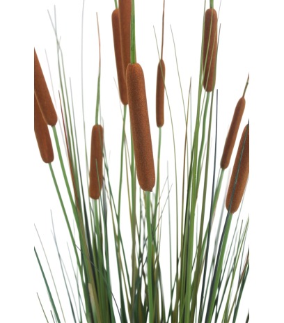 Jonc artificiel latifolia