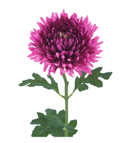 Tige de chrysanthème artificiel fuchsia