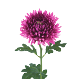 Tige de chrysanthème artificiel fuchsia