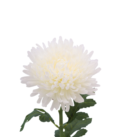 Tige de chrysanthème artificiel blanc