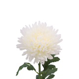 Tige de chrysanthème artificiel blanc