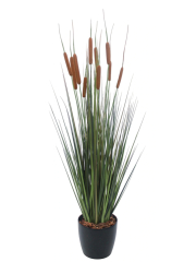 Jonc artificiel latifolia