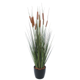 Jonc artificiel latifolia