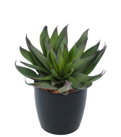 Agave vert artificiel