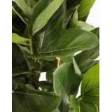 Ficus artificiel large robusta