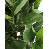 Ficus artificiel large robusta