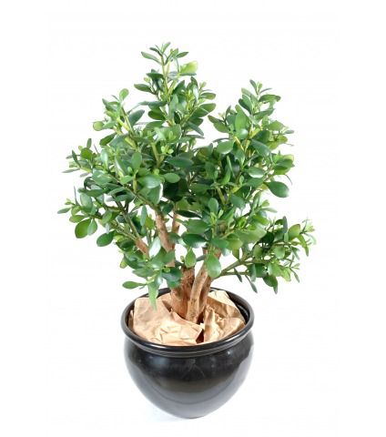 Crassula large artificiel