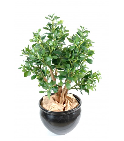 Crassula large artificiel