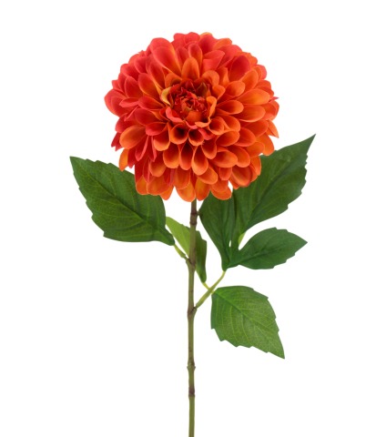 Dahlia pompon orange