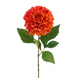 Dahlia pompon orange